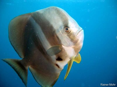 Feldermaus fisch