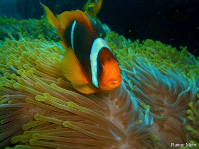 nemo