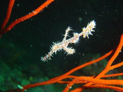 Ornate Ghost Pipefish