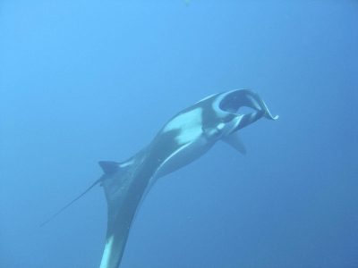 Mantaray