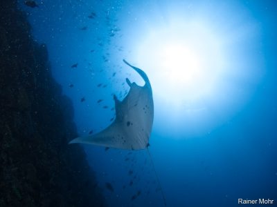 Manta