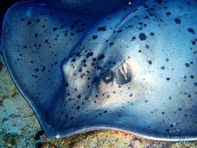 Stingray