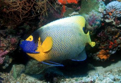Pondok unter Wasser