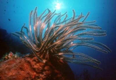 Pondok unter Wasser