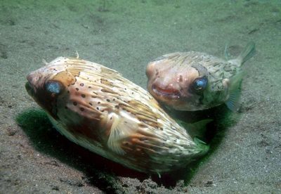 Pondok unter Wasser