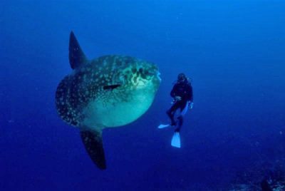 Mola Mola