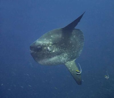 Mola Mola