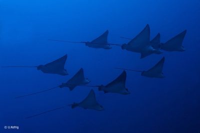 Eagle Ray School
