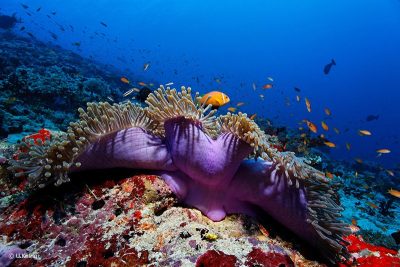 Anemone