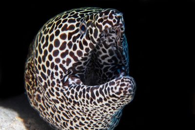 Leopard Moray