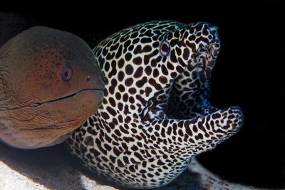 Leopard Moray