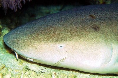 Nurse Shark