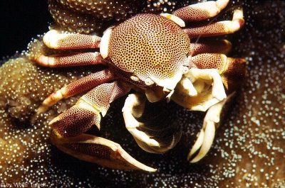 Porzellankrabbe
