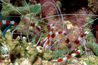 Boxer Shrimp