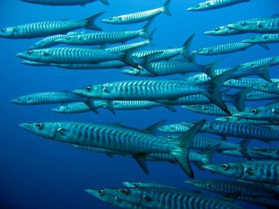 Barracudas