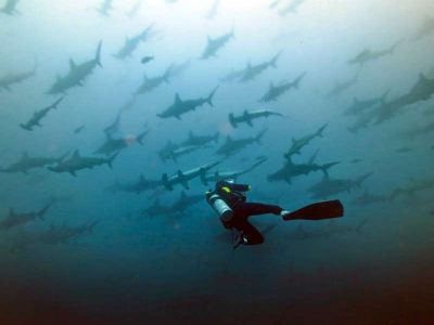 Malpelo