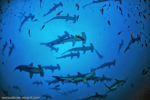 Malpelo