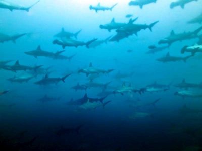 Malpelo