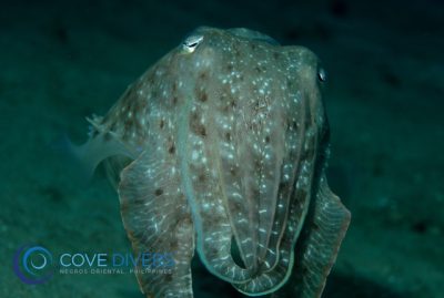 Lighthouse Reef - Antulay 
