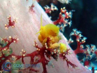 Marine Sanctuary - Zamboangita