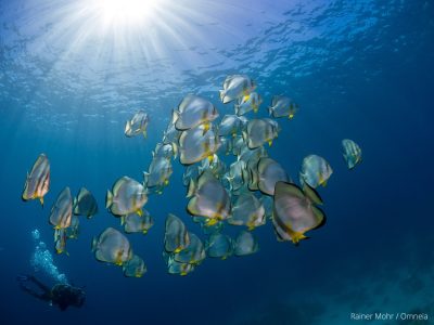 Taucher mit Fledermausfischen