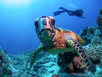 Schildkröte mit Taucher