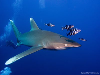 Longimanus