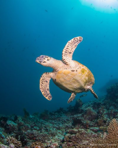 unechte Karettschildkröte