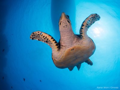 unechte Karettschildkröte