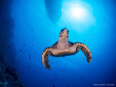 unechte Karettschildkröte