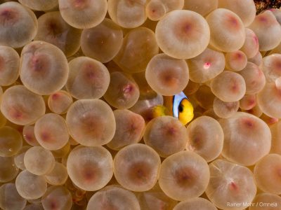 Anemonenfisch in Blasenanemone