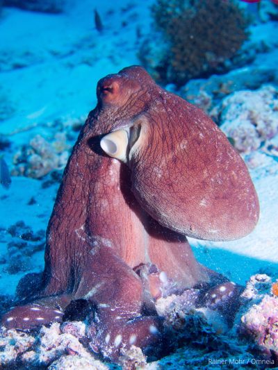 Octopus