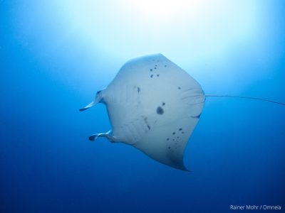 Manta