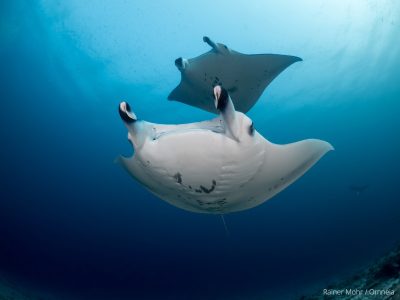 Manta