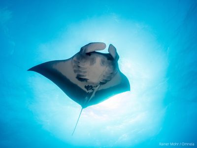 Manta