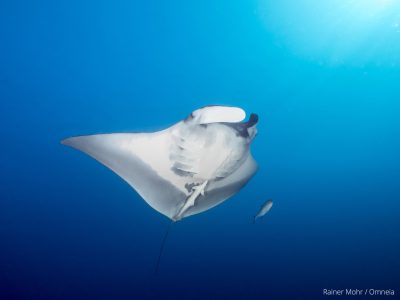Manta