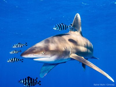 Longimanus