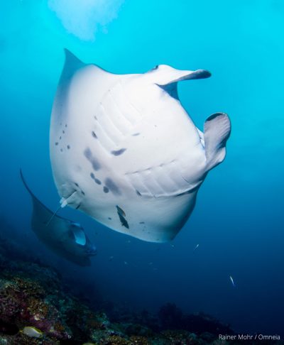 Mantarochen