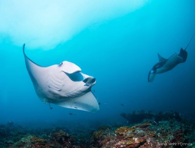 Mantarochen