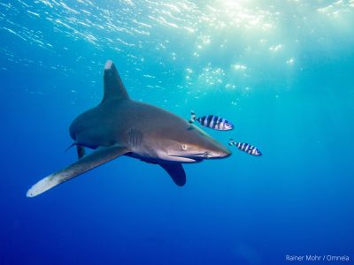 Longimanus