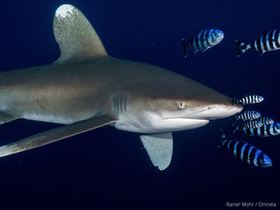 Longimanus