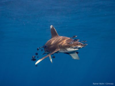 Longimanus