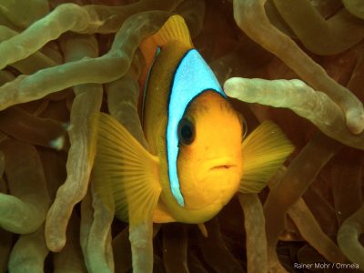 Anemonenfisch