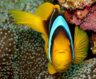Anemonenfisch