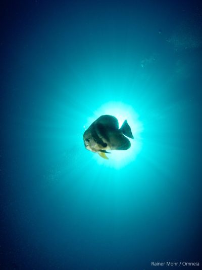 Fledermausfisch