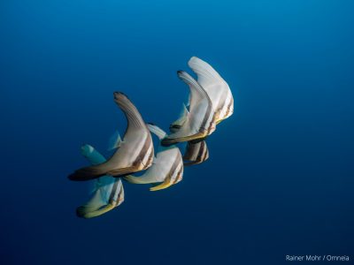 Fledermausfische