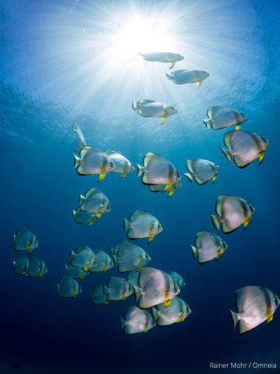 Fledermausfische