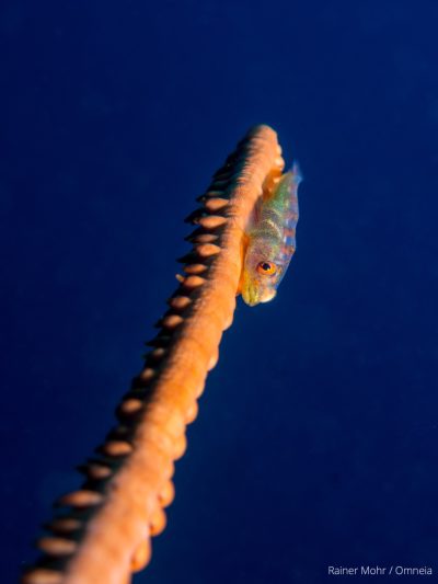 Peitschenkorellgrundel