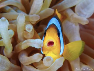Anemonenfisch