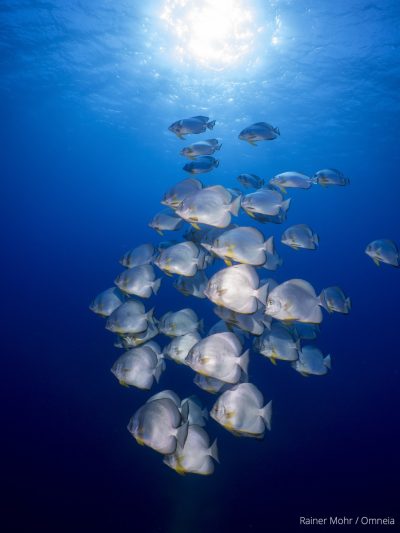 Fledermausfische